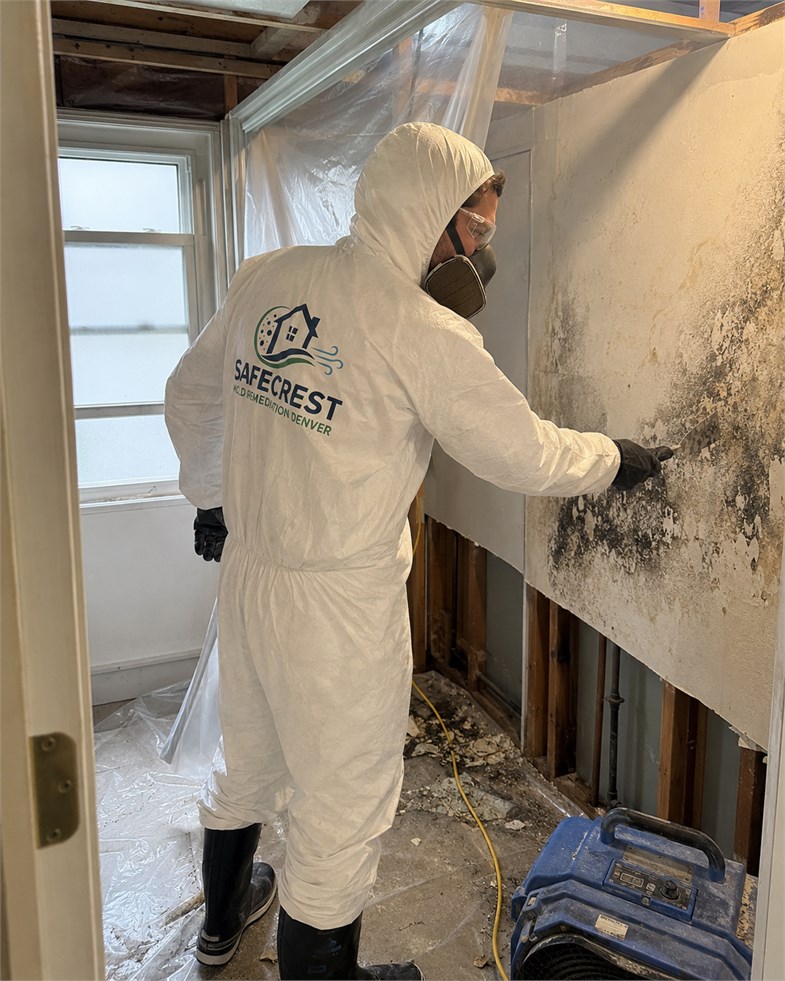 Commercial wall area prepared for organized mold remediation work